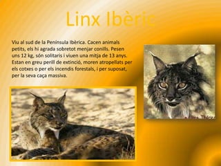 Linx Ibèric
Viu al sud de la Península Ibèrica. Cacen animals
petits, els hi agrada sobretot menjar conills. Pesen
uns 12 kg, són solitaris i viuen una mitja de 13 anys.
Estan en greu perill de extinció, moren atropellats per
els cotxes o per els incendis forestals, i per suposat,
per la seva caça massiva.
 