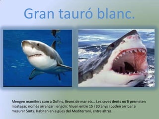 Gran tauró blanc.




Mengen mamífers com a Dofins, lleons de mar ets… Les seves dents no li permeten
mastegar, només arrencar i engolir. Viuen entre 15 i 30 anys i poden arribar a
mesurar 5mts. Habiten en aigües del Mediterrani, entre altres.
 
