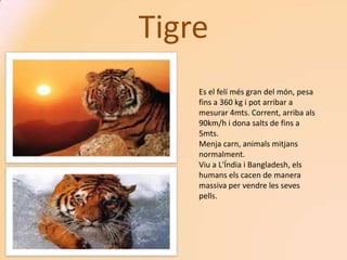 Tigre
    Es el felí més gran del món, pesa
    fins a 360 kg i pot arribar a
    mesurar 4mts. Corrent, arriba als
    90km/h i dona salts de fins a
    5mts.
    Menja carn, animals mitjans
    normalment.
    Viu a L'Índia i Bangladesh, els
    humans els cacen de manera
    massiva per vendre les seves
    pells.
 