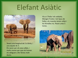 Elefant Asiàtic
                                    Viu a L'Índia i els voltants.
                                    Mengen fruites i tot tipus de
                                    fulles, els mascles tenen ullals i
                                    les femelles no. Pesen unes 5
                                    tones.




Tenen una longitud de 5 o 6mts, i
una alçada de 3.
Els cacen per els seus ullals, i
molts moren per que els homes
els obliguen a fer feines molt
dures.
 