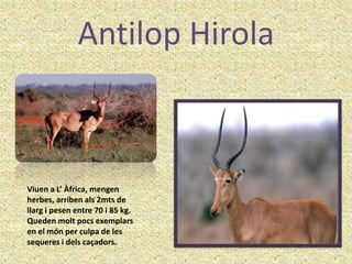 Antilop Hirola



Viuen a L’ Àfrica, mengen
herbes, arriben als 2mts de
llarg i pesen entre 70 i 85 kg.
Queden molt pocs exemplars
en el món per culpa de les
sequeres i dels caçadors.
 