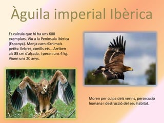 Àguila imperial Ibèrica
Es calcula que hi ha uns 600
exemplars. Viu a la Península Ibèrica
(Espanya). Menja carn d’animals
petits: llebres, conills ets… Arriben
als 85 cm d’alçada, i pesen uns 4 kg.
Viuen uns 20 anys.




                                        Moren per culpa dels verins, persecució
                                        humana i destrucció del seu habitat.
 