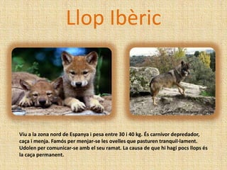 Llop Ibèric



Viu a la zona nord de Espanya i pesa entre 30 i 40 kg. És carnívor depredador,
caça i menja. Famós per menjar-se les ovelles que pasturen tranquil·lament.
Udolen per comunicar-se amb el seu ramat. La causa de que hi hagi pocs llops és
la caça permanent.
 