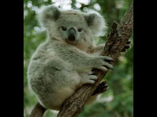 Animals en perill d’extinció