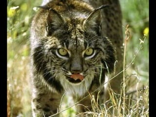 Animals en perill d’extinció