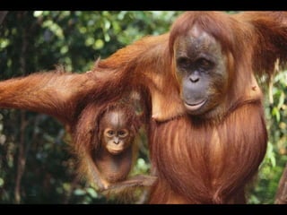 Animals en perill d’extinció