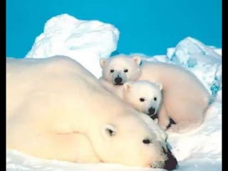 Animals en perill d’extinció