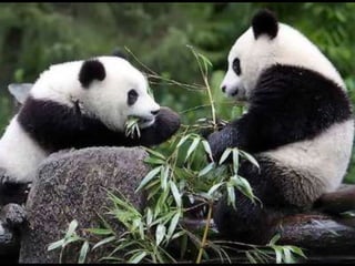 Animals en perill d’extinció