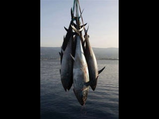 Animals en perill d’extinció