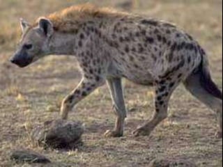 Animals en perill d’extinció