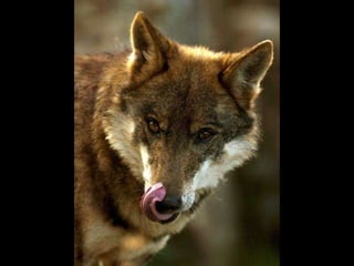 Animals en perill d’extinció