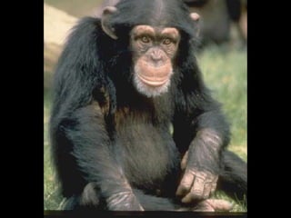 Animals en perill d’extinció