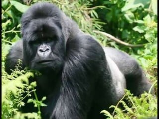 Animals en perill d’extinció