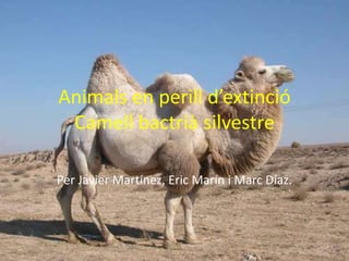 Animals en perill d’extinció
Camell bactrià silvestre
Per Javier Martínez, Eric Marín i Marc Díaz.

 