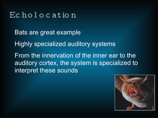 Animal Senses | PPT