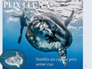PEIX LLUNA
Sembla un cap de peix
sense cua
 