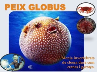 Menja invertebrats
de closca dura com
crancs i garotes.
PEIX GLOBUS
 