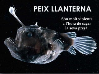 Són molt violents
a l’hora de caçar
la seva presa.
 