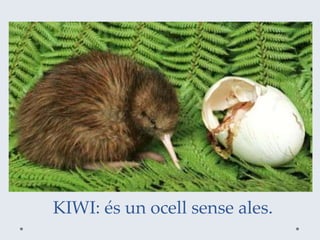 KIWI: és un ocell sense ales.
 