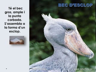 Té el bec
gros, ample i
la punta
corbada.
S’assembla a
la forma d’un
esclop.
BEC D’ESCLOP
 
