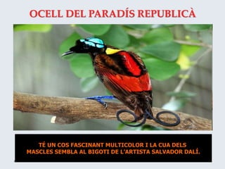 OCELL DEL PARADÍS REPUBLICÀ
TÉ UN COS FASCINANT MULTICOLOR I LA CUA DELS
MASCLES SEMBLA AL BIGOTI DE L’ARTISTA SALVADOR DALÍ.
 