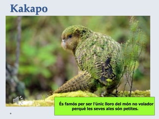 Kakapo
És famós per ser l’únic lloro del món no volador
perquè les seves ales són petites.
 