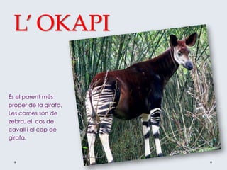 L’ OKAPI
És el parent més
proper de la girafa.
Les cames són de
zebra, el cos de
cavall i el cap de
girafa.
 