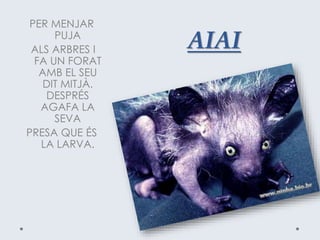 AIAI
PER MENJAR
PUJA
ALS ARBRES I
FA UN FORAT
AMB EL SEU
DIT MITJÀ.
DESPRÉS
AGAFA LA
SEVA
PRESA QUE ÉS
LA LARVA.
 