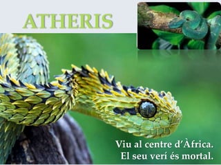 ATHERIS
Viu al centre d’Àfrica.
El seu verí és mortal.
 