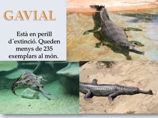 Està en perill
d´extinció. Queden
menys de 235
exemplars al món..
 