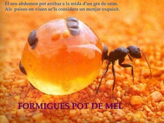 • El seu abdomen pot arribar a la mida d’un gra de raïm.
• Als països on viuen se’ls considera un menjar exquisit.
FORMIGUES POT DE MEL
El seu abdomen pot arribar a la mida d’un gra de raïm.
Als països on viuen se’ls considera un menjar exquisit.
 