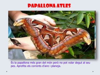 Papallona atles
És la papallona més gran del món però no pot volar degut al seu
pes. Aprofita els corrents d’aire i planeja.
 