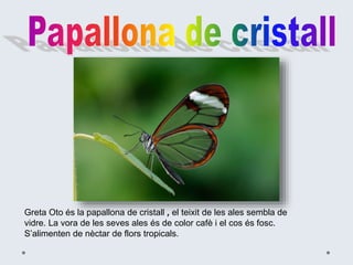 Greta Oto és la papallona de cristall , el teixit de les ales sembla de
vidre. La vora de les seves ales és de color cafè i el cos és fosc.
S’alimenten de nèctar de flors tropicals.
 