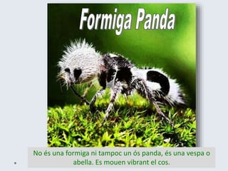 No és una formiga ni tampoc un ós panda, és una vespa o
abella. Es mouen vibrant el cos.
 