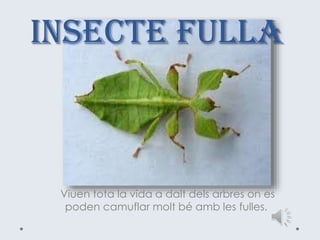 INSECTE FULLA
Viuen tota la vida a dalt dels arbres on es
poden camuflar molt bé amb les fulles.
 
