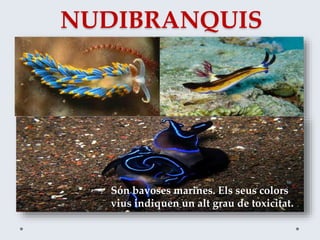 NUDIBRANQUIS
Són bavoses marines. Els seus colors
vius indiquen un alt grau de toxicitat..
 