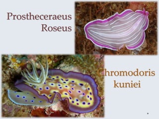 Prostheceraeus
Roseus
Chromodoris
kuniei
 