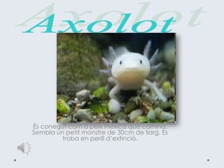 És conegut com a peix mexicà que camina.
Sembla un petit monstre de 30cm de llarg. Es
troba en perill d’extinció.
 