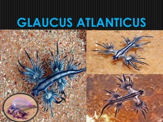 GLAUCUS ATLANTICUS
 