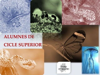 ALUMNES DE
CICLE SUPERIOR
 