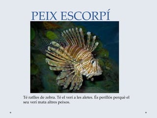 PEIX ESCORPÍ
Té ratlles de zebra. Té el verí a les aletes. És perillós perquè el
seu verí mata altres peixos.
 