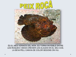 ÉS EL MÉS VERINÓS DEL MÓN. ES TORNA INVISIBLE ENTRE
LES ROQUES I DEIXA CRÉIXER LES ALGUES EN EL SEU COS.
LA SEVA PELL CANVIA DE COLOR SEGONS ON VIU.
 