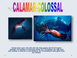 Tenen tres cors i els ulls són els més grans de tot el regne
animal. Pot arribar a mesurar entre 12 i 14 metres. Se sap que
pot arribar a atacar a una balena. És l’invertebrat més gran que
es coneix.
 