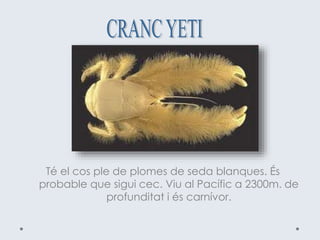 Té el cos ple de plomes de seda blanques. És
probable que sigui cec. Viu al Pacífic a 2300m. de
profunditat i és carnívor.
 