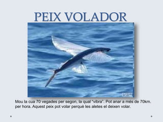 PEIX VOLADOR
Mou la cua 70 vegades per segon, la qual “vibra”. Pot anar a més de 70km.
per hora. Aquest peix pot volar perquè les aletes el deixen volar.
 