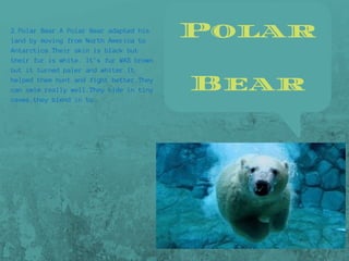 Polar
Bear
2.Polar Bear.A Polar Bear adapted his
land by moving from North America to
Antarctica.Their skin is black but
their fur is white. It's fur WAS brown
but it turned paler and whiter.It
helped them hunt and fight better.They
can swim really well.They hide in tiny
caves,they blend in to.
 