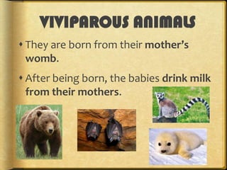 VIVIPAROUS ANIMALS
 They are born from their mother’s
womb.
 After being born, the babies drink milk
from their mothers.

 