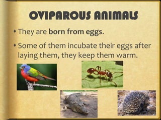 OVIPAROUS ANIMALS
 They are born from eggs.
 Some of them incubate their eggs after
laying them, they keep them warm.

 