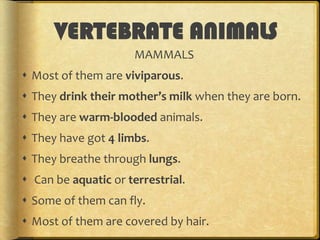 VERTEBRATE ANIMALS
MAMMALS
 Most of them are viviparous.

 They drink their mother’s milk when they are born.
 They are warm-blooded animals.
 They have got 4 limbs.
 They breathe through lungs.
 Can be aquatic or terrestrial.

 Some of them can fly.
 Most of them are covered by hair.

 