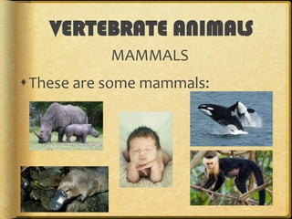 VERTEBRATE ANIMALS
MAMMALS

These are some mammals:

 